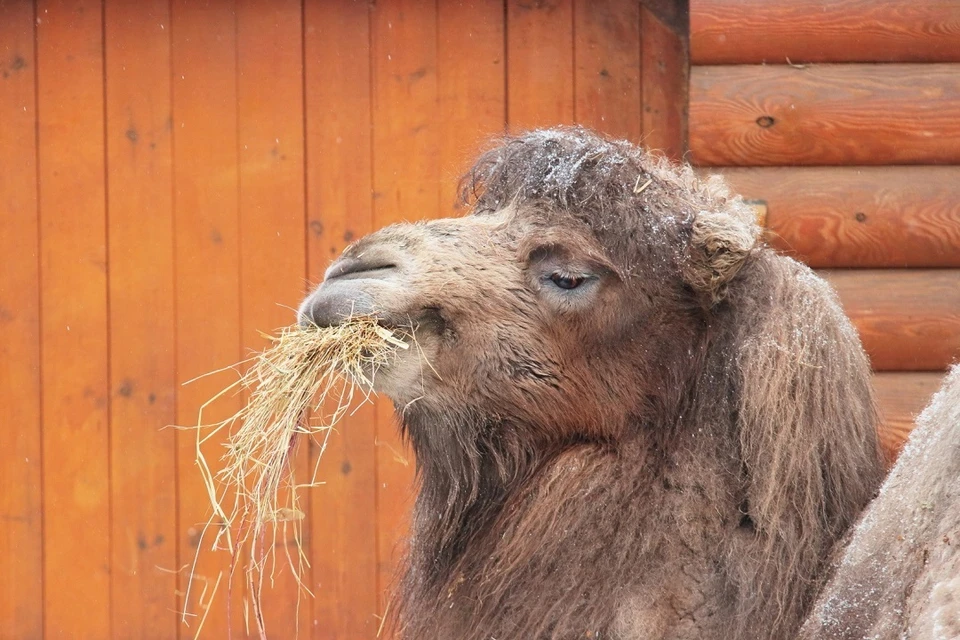 Фатиме было 17 лет. Фото: vk.com/spbzoopark