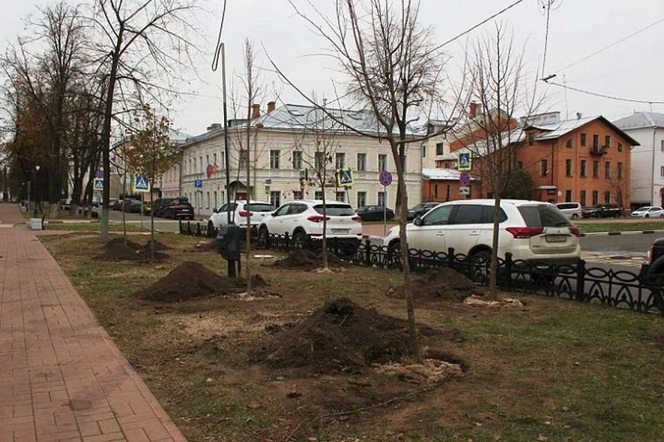 В Ярославле на улице Революционной высадили 30 саженцев лиц.