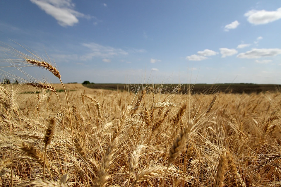 Ростовская область - регион-лидер по производству зерна и подсолнечника