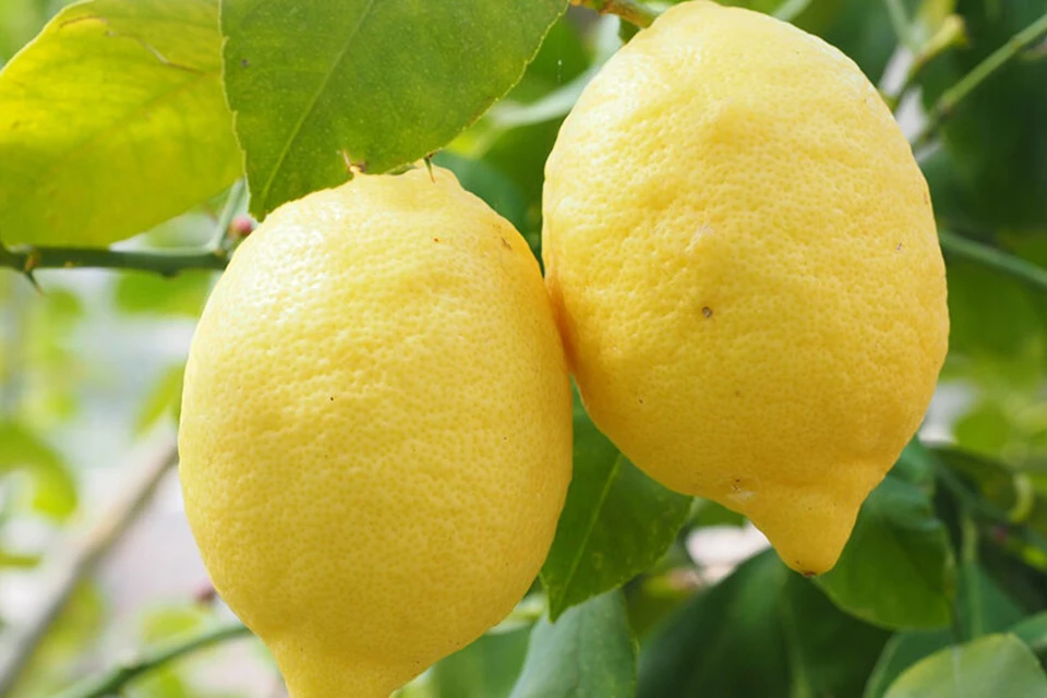 Желтый обязана. Лимон. Лимон дикий. Сорт лимона с шипами. Сорт лимона с длинным носиком.