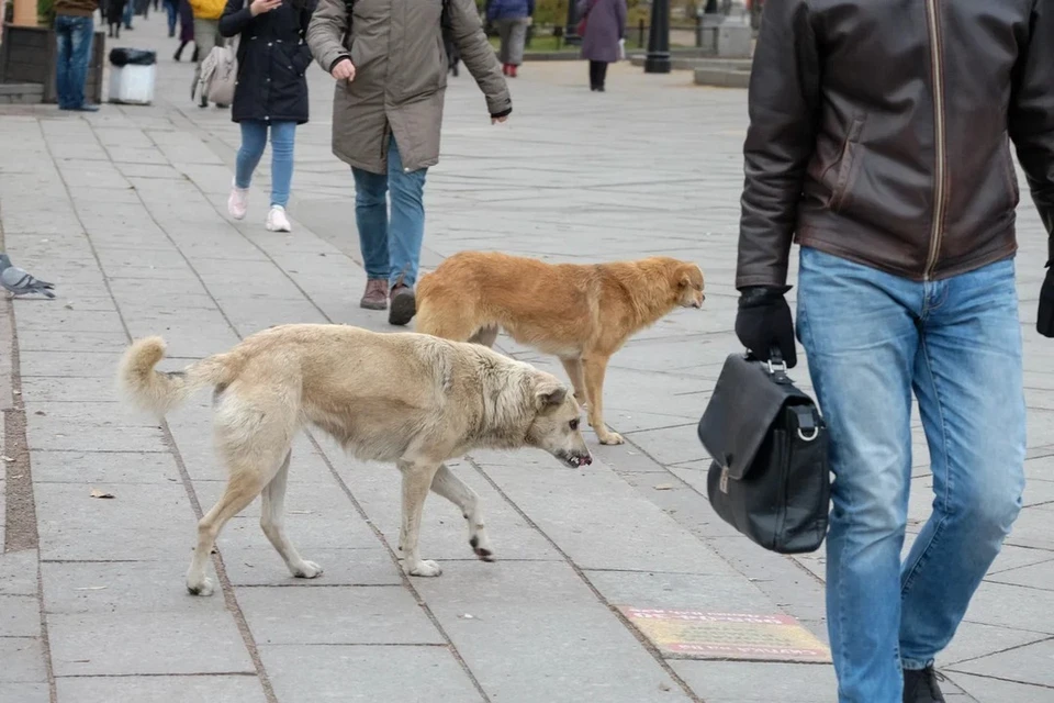 Бездомных животных после чипирования будут возвращать в безопасные места Петербурга.