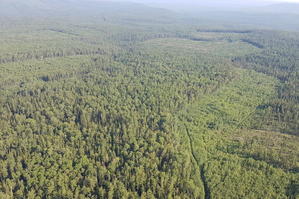 За незаконную рубку леса положена административная или уголовная ответственность.
