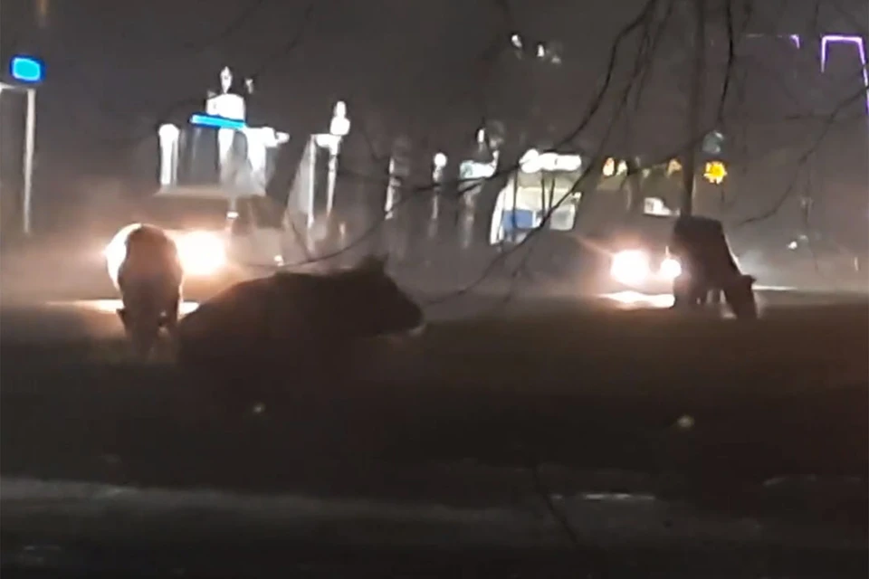 Коровы в центре Бийска. Скриншот видео со страницы https://vk.com/incident_22