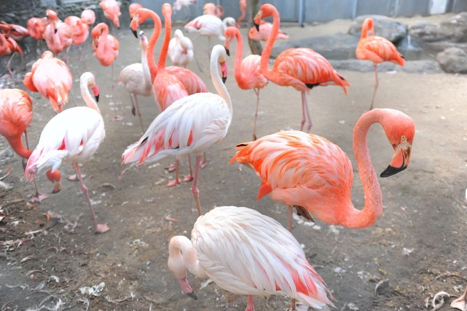 В Новосибирской области обнаружили замерзшего фламинго.