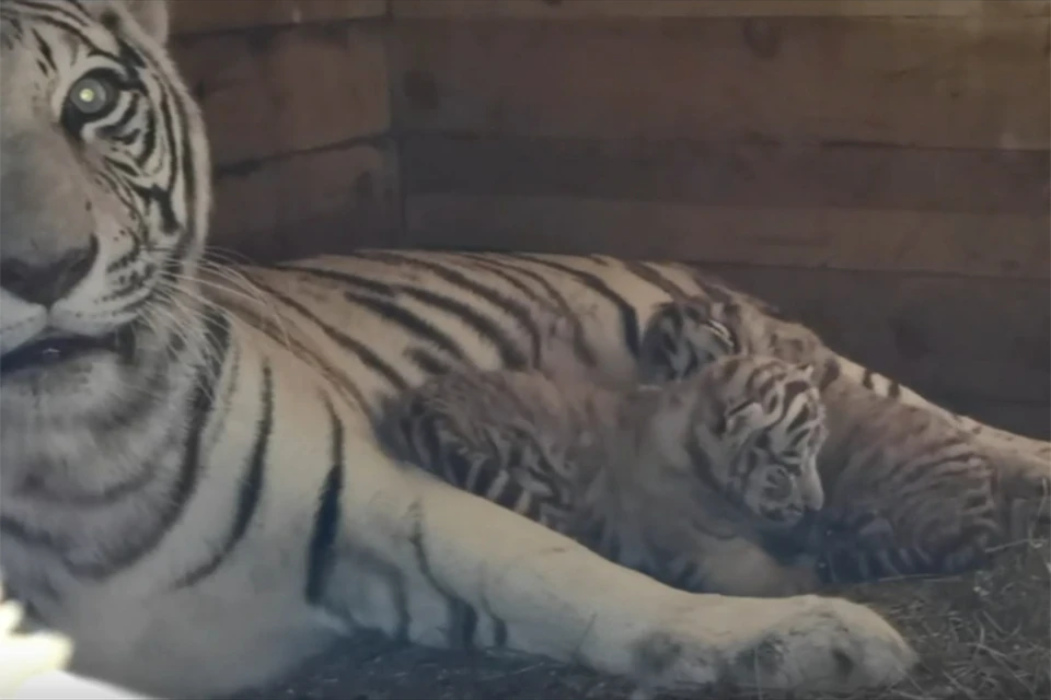 Тигрята. Скриншот видео барнаульского зоопарка