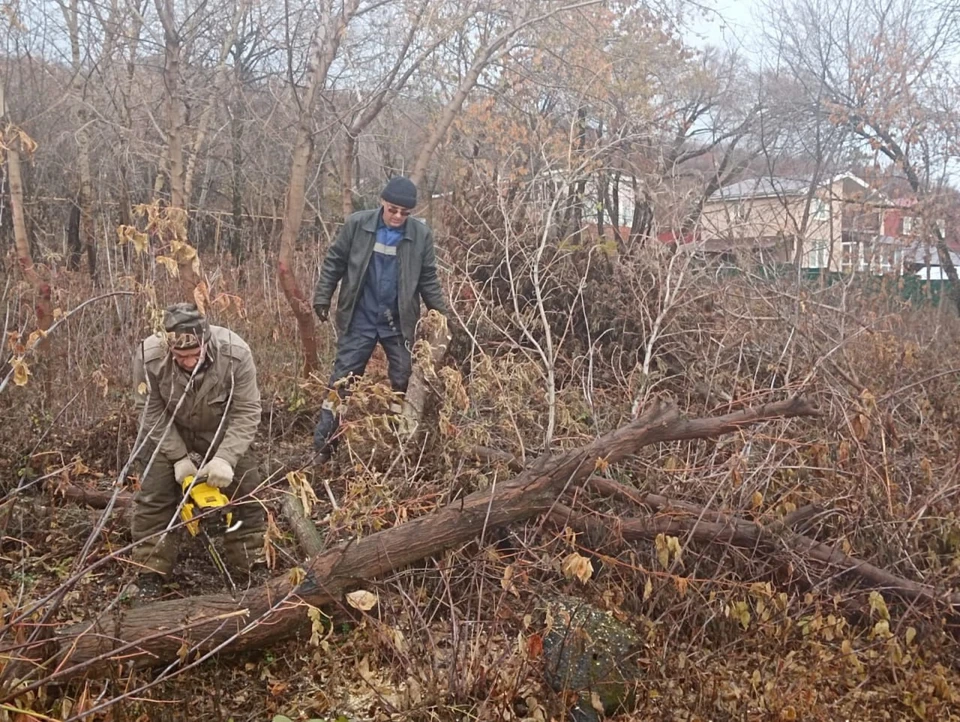 В Ульяновске убрали аварийные деревья с территории школ и детских садов. Фото администрация Ульяновска