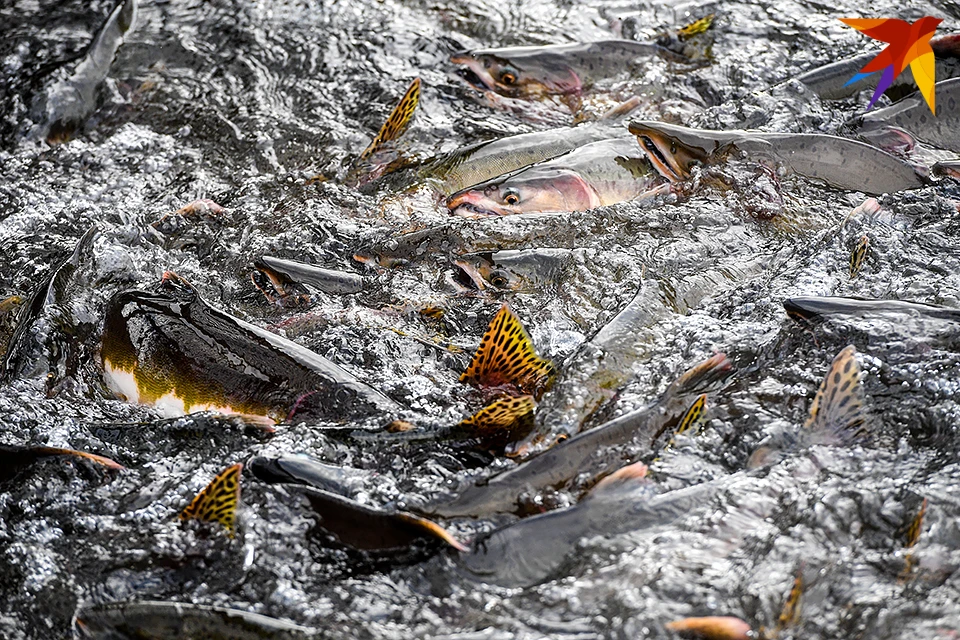 Мурманская область стала лидером по объему выращивания лососевых видов рыб в СЗФО и в целом по России.