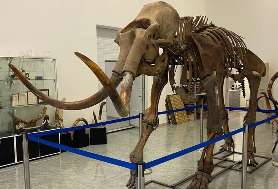 На фестивале «Фрегат «Паллада» ульяновцы увидят 3,5-метровый скелет мамонта | ФОТО: группа в ВК Ульяновское отделение РГО