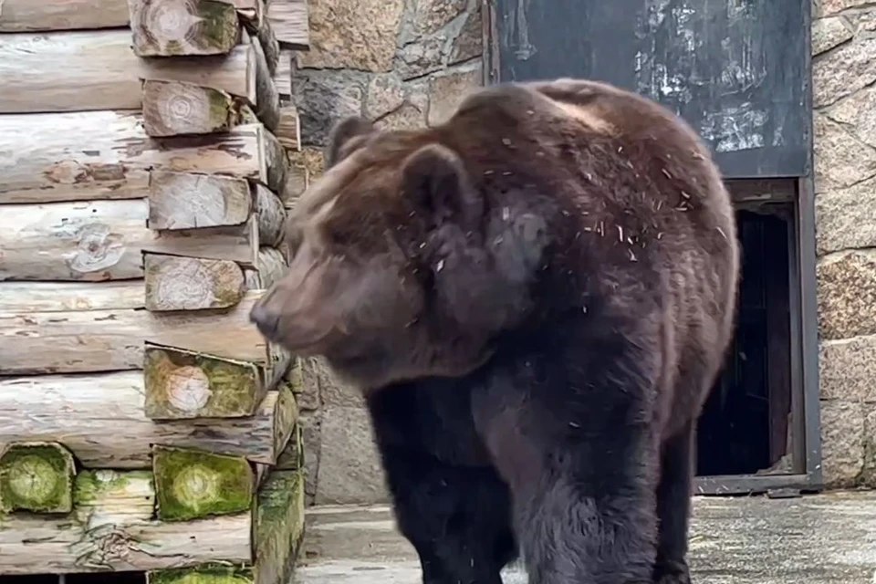 Даже медведи устали ждать зиму в Челябинске и ушли спать. Фото: Челябинский зоопарк. Кадр видео.