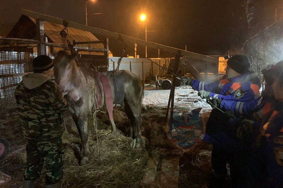 Спасатели поставили на ноги коня в деревне Померанье. Фото: t.me/acclenobl