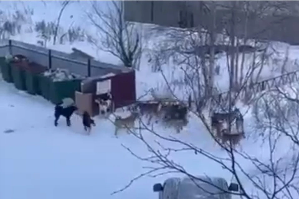 Собаки в Лесном
