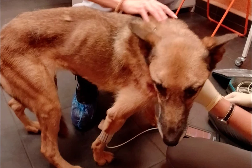 Волонтеры спасли замученную и исхудавшую собаку из рук живодерки в Петербурге. Фото: Предоставлено КП-Петербург