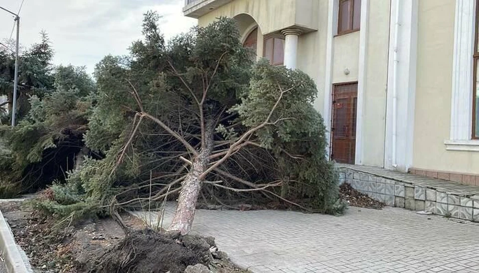 Непогода повалила деревья в Херсонской области ФОТО: ТГ-канал Владимира Сальдо