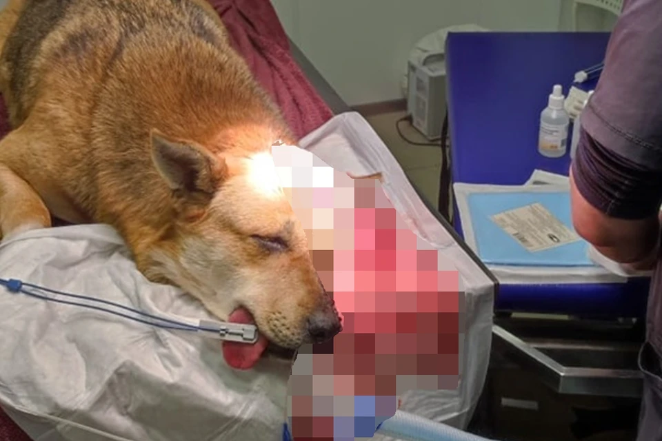 В Ленобласти спасают собаку, которую ударили топором по голове. Фото: vk.com/animal_rights_spb