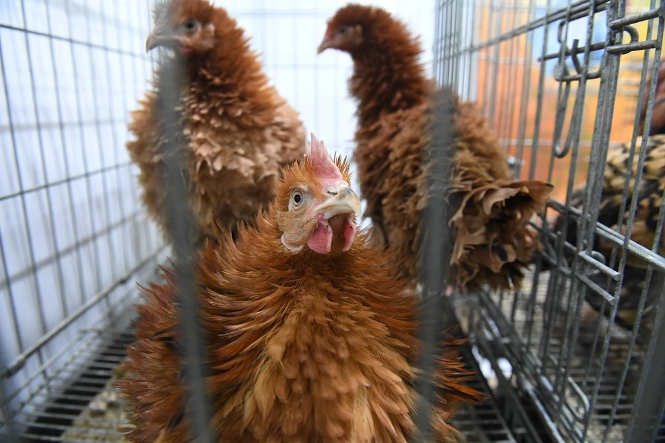 Куриное мясо взлетело в цене до 450 рублей в Новосибирске.