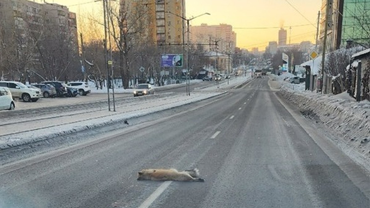 Во всем виноват отлов собак? Почему в Челябинске лисы свободно гуляют по  городу и чем это опасно - KP.RU