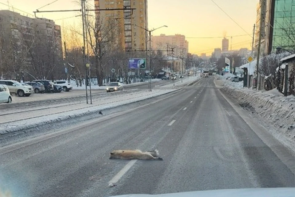 Сбитое животное заберет ветслужба. Фото: читатель КП-Челябинск