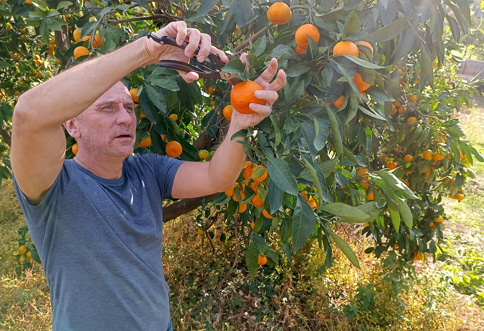 Журналист "Комсомолки" Владимир Ворсобин за сбором урожая мандаринов в Абхазии.