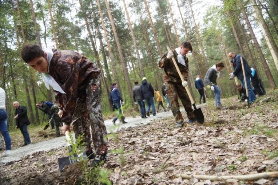 В Иркутской области подвели итоги экоакций по посадке леса