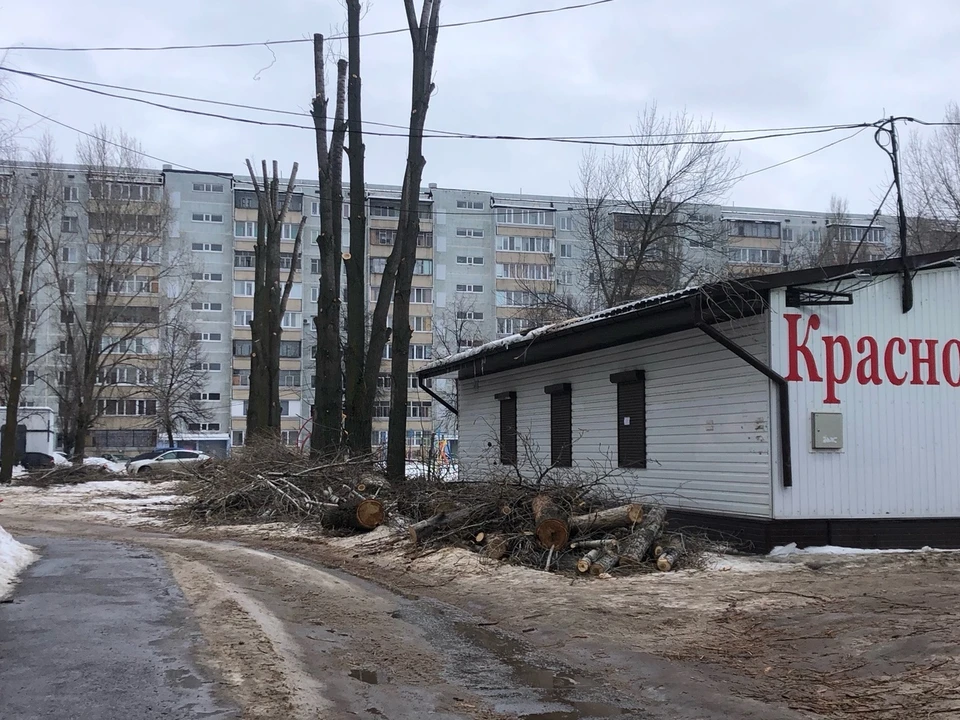 В Ульяновске подрезали аварийные деревья у двух школ и детсада. ФОТО: Гордума Ульяновска