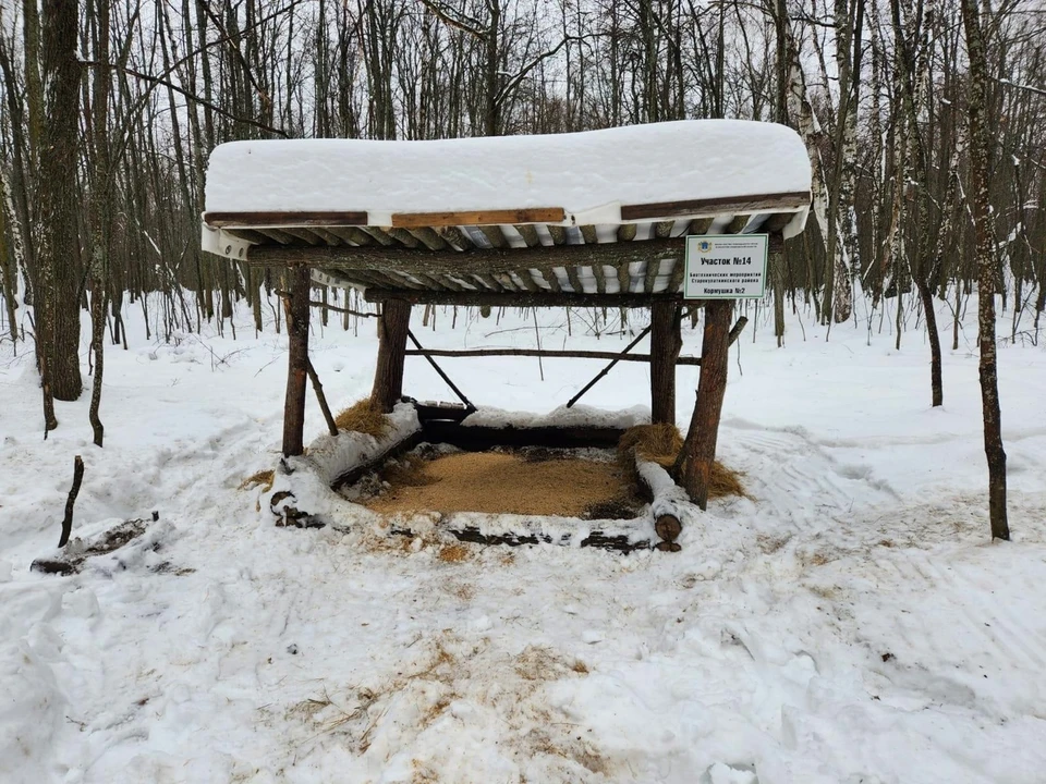 В лесах Ульяновской области обустроены солонцы и подкормочные площадки. Фото минприроды Ульяновской области