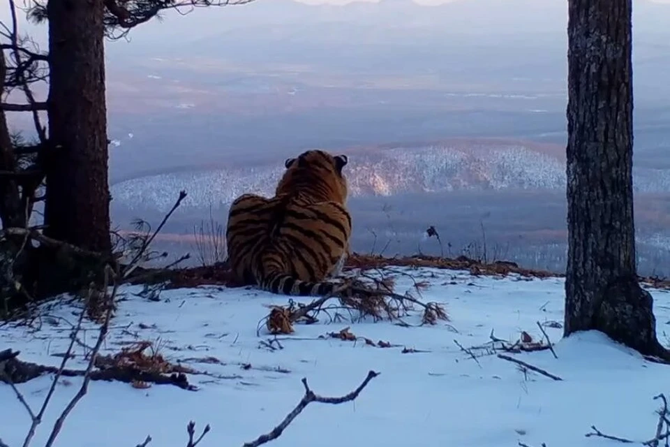 Тигр удобно устроился на вершине.