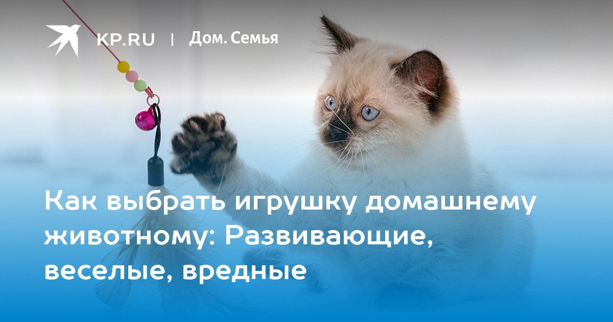 Как выбрать домашнего питомца. Как выбрать домашнего питомца