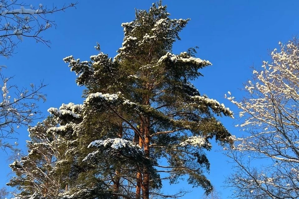 Замерзшего кота сняли с 25-метровой сосны в Петербурге. Фото: vk.com/koshkispas