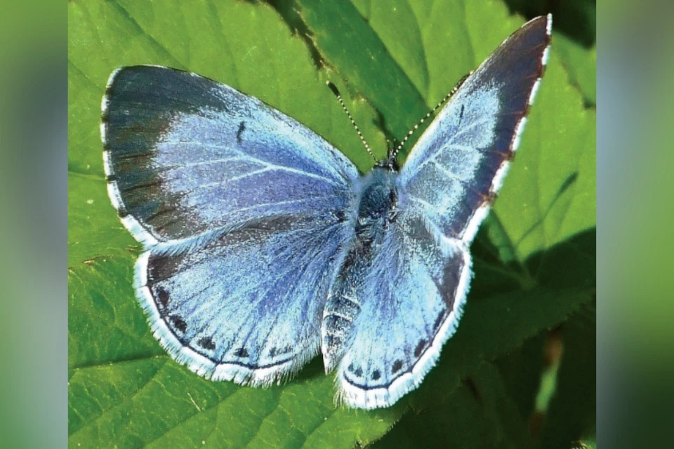 Ну не красота ли? Это - бабочка голубянка. Фото: Евгений Коробов