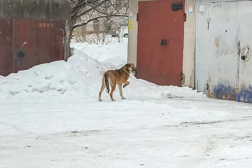 Парень стал собакой