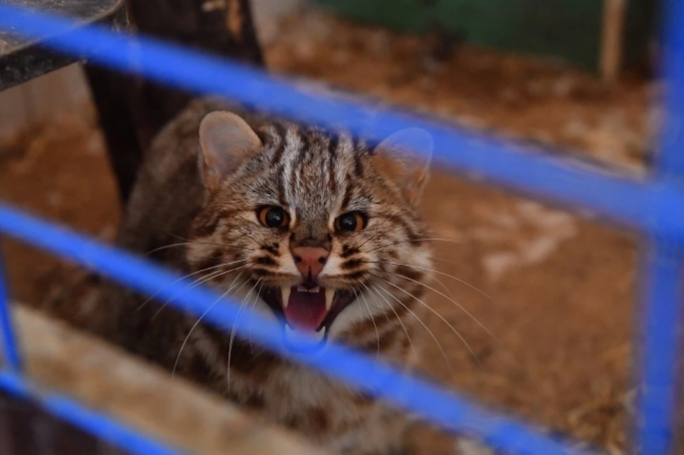 Амурский лесной кот у водопоя — Фото №