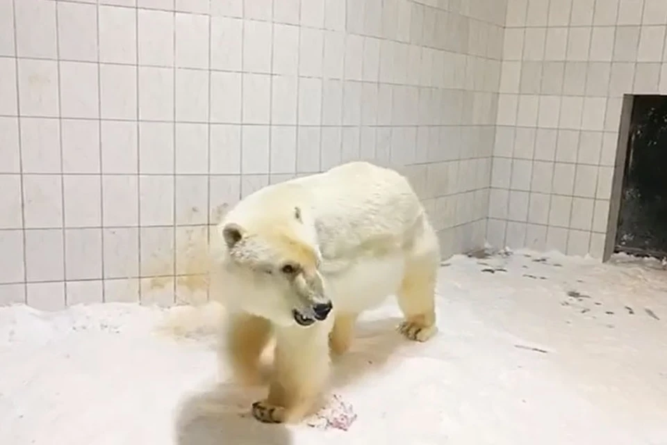 Медведица Шайна поступила в зоопарк Удмуртии. Фото: скриншот видео https://t.me/radionovasg