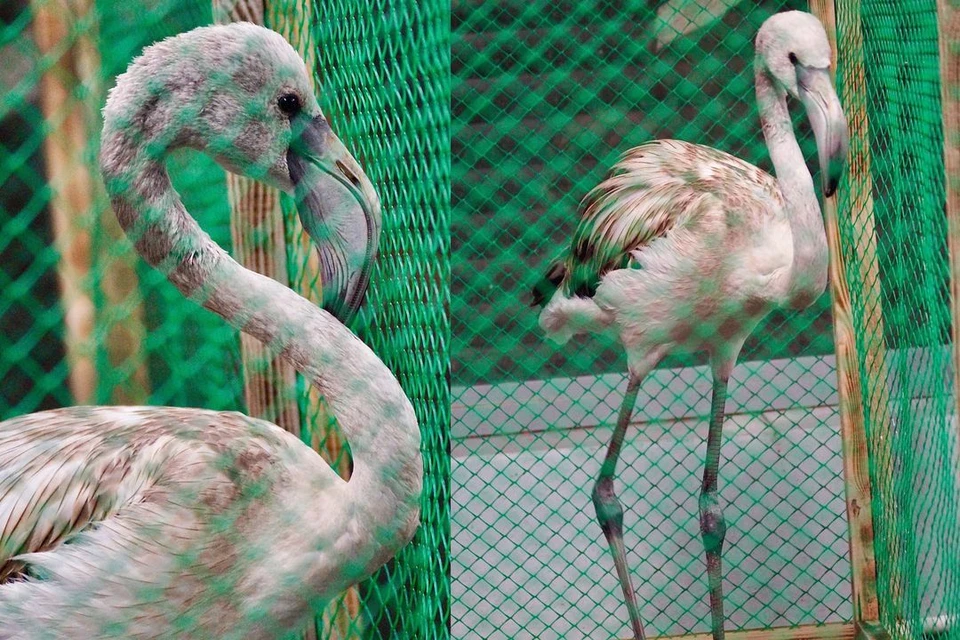 Фламинго нашли в ноябре 2023 года. Фото: Новосибирский зоопарк имени Р.А. Шило