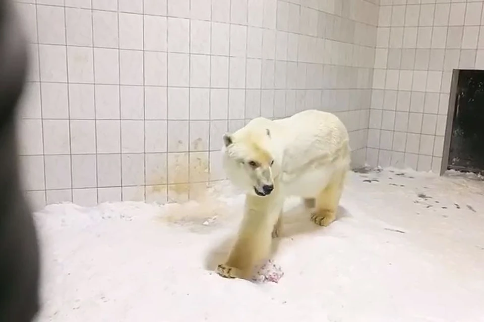 Появилось видео медведицы Шайны из Новосибирска, переехавшей в зоопарк Удмуртии. Фото: Светлана Радионова