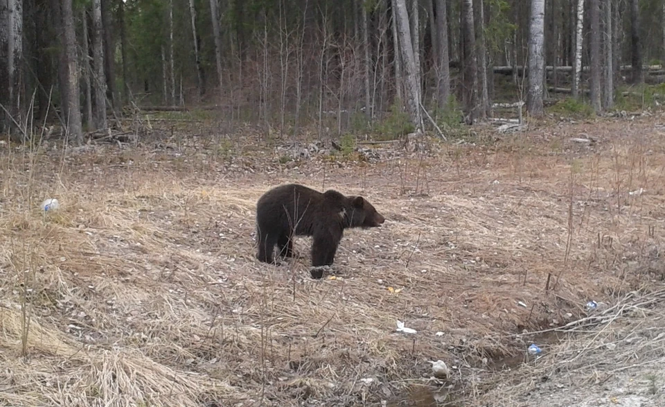 В Ханты-Мансийском районе завершены поиски медведя-шатуна, на которого жаловались югорчане