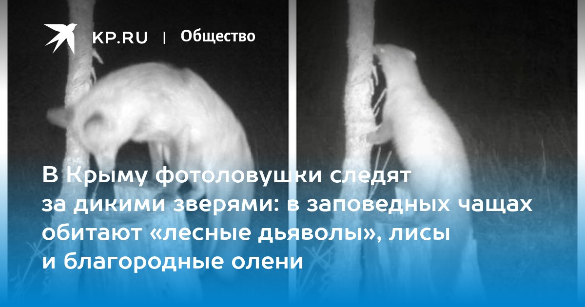 Какой то зверь одним прыжком из чащи. Какой то зверь одним прыжком из чащи