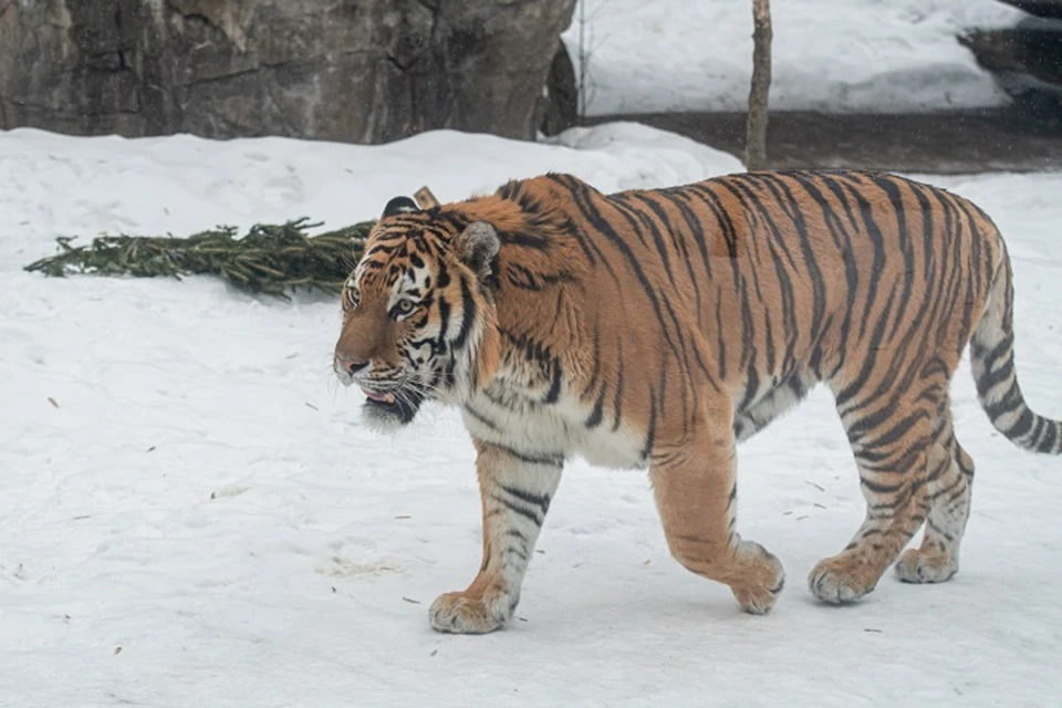 Не могли поймать неделю: в Хабаровском крае отловили тигра-собакоеда