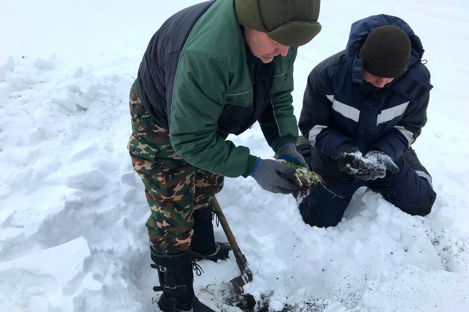 В Липецкой области следят за состоянием озимых