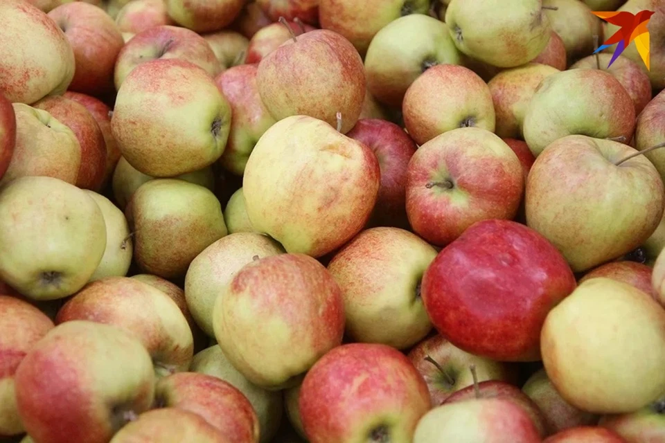 В Беларуси вывели новые сорта яблок для производства соков. Снимок носит иллюстративный характер.