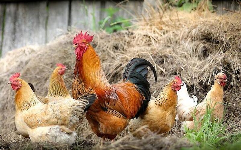 Утверждён План мероприятий по борьбе и ликвидации вспышки птичьего гриппа. Фото: vetfactor.com.