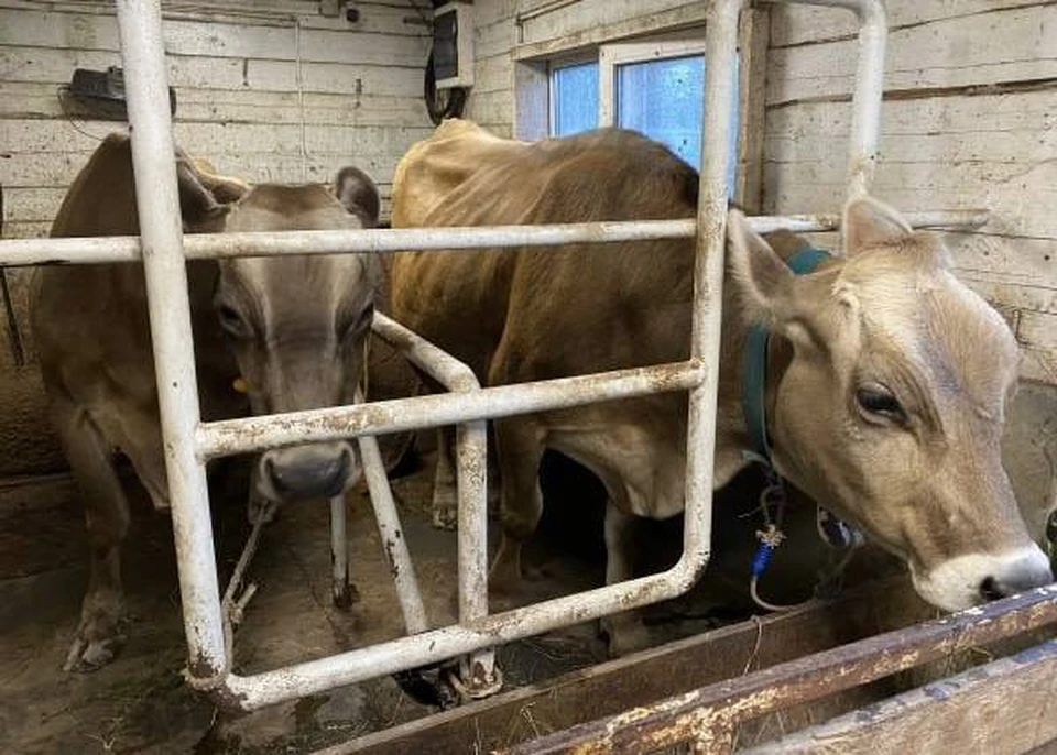 В Запорожской области за 2023 год вакцинировали от опасных заболеваний 75,8 тысяч голов скота