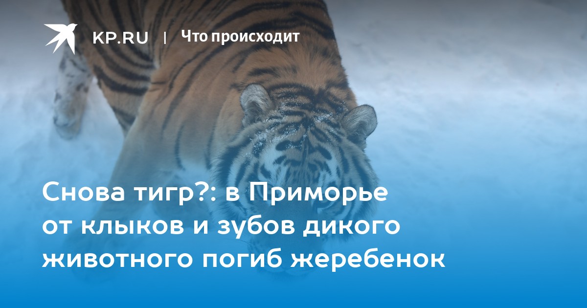 Tiger владивосток