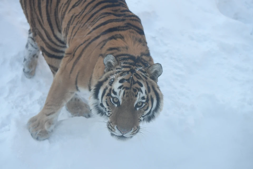 Тигры регулярно нападают на скот в Приморье