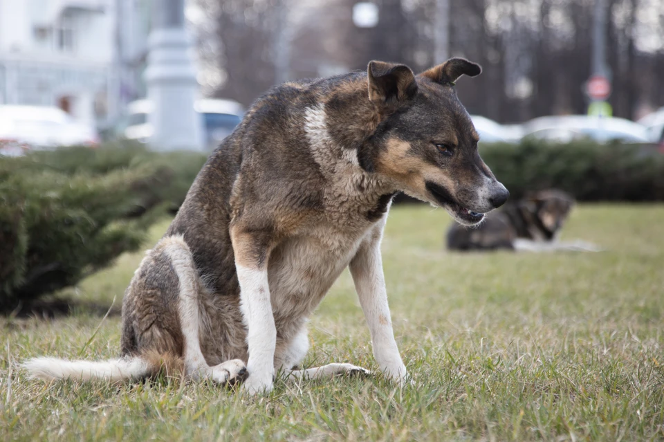 Власти Кисловодска заплатят 20 тысяч за покусанного собакой ребенка