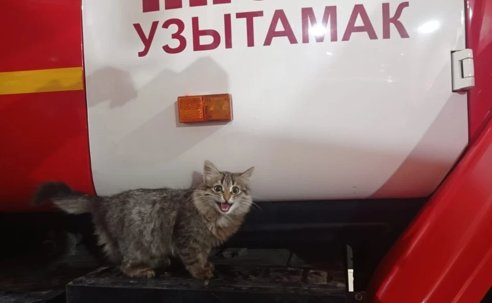 Котенок Дымок стал настоящим другом для пожарных