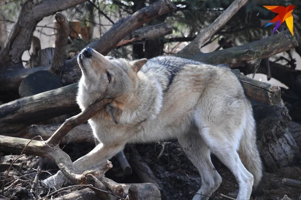 3 февраля волка, которые был опасен для жителей Ковдора, ликвидировали.
