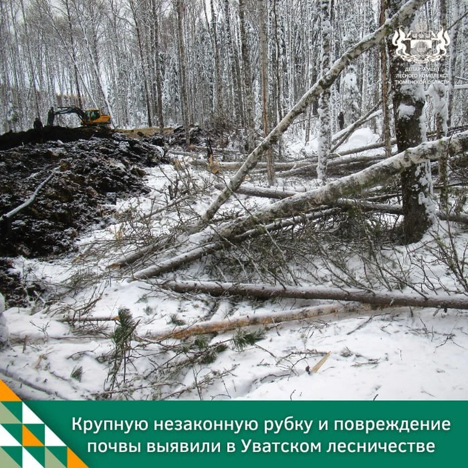 Фото: департамент лесного комплекса Тюменской области.