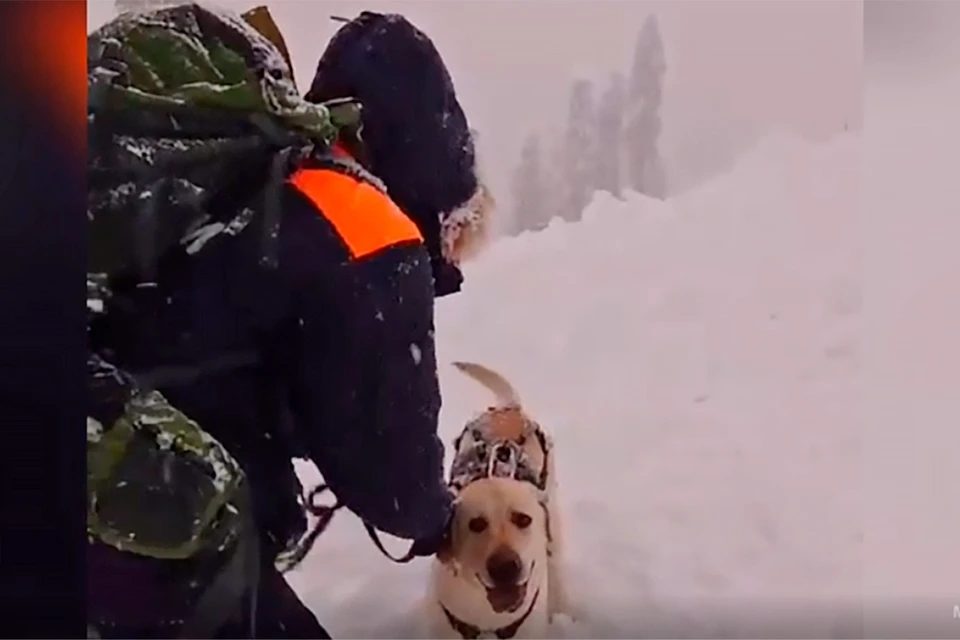 МЧС обследуют снежный покров при помощи лавинных щупов, системы поиска людей, «а также - с привлечением поисковых собак».