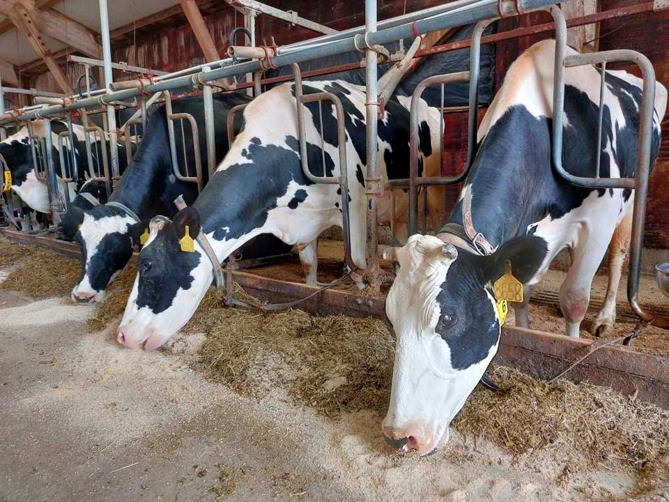 В Иркутской области в 2023 году коровы стали давать больше молока