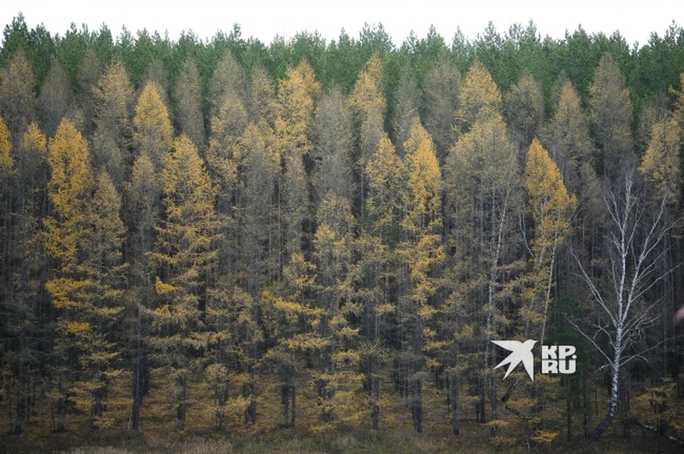 На восстановление уральских лесов направят более 30 миллионов рублей